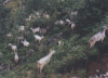 34 stado koz.jpg